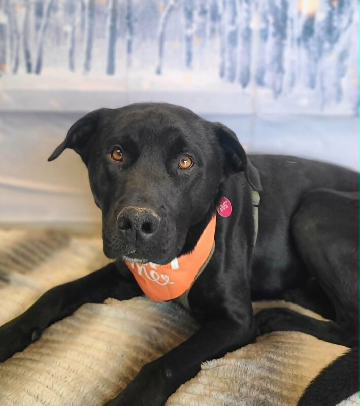 Picture of the Animal Listed